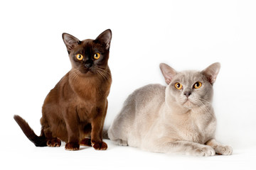 Wall Mural - two burmese cats together