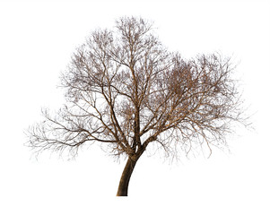 Wall Mural - large bare winter isolated tree