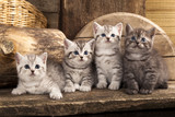 Fototapeta Zwierzęta - British kitten on retro background