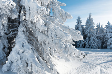 Wall Mural - Paysage de neige