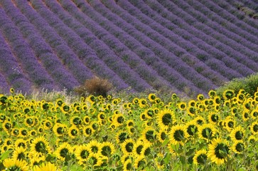 Wall Mural - Lavendel und Sonnenblumen 06