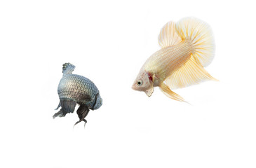 betta fish