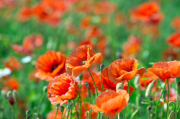 Wall Mural - red poppy