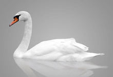 White Swan Floats In Water