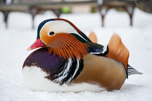 Beautiful Duck