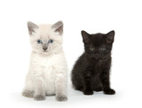 Fototapeta Koty - Two cute kittens