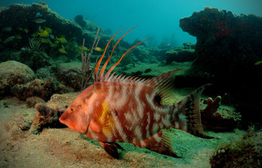 Wall Mural - Hogfish or underwater lachnolaimus maximus