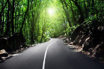 Canvas Print - road in jungle