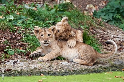 Fotografía two lion cubs playing