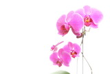 Fototapeta Storczyk - Phalaenopsis. Purple orchid on white background
