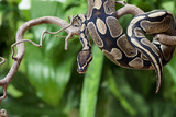 Royal Python snake on a wooden branch