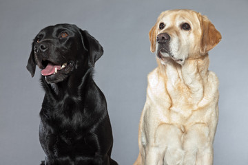 Wall Mural - Blonde and black labrador retriever dog together. Studio shot.