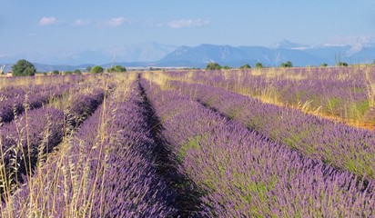 Sticker - Lavendelfeld - lavender field 94