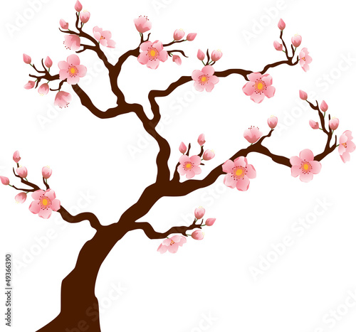 Obraz w ramie Sakura (Cherry) tree blossom isolated on white