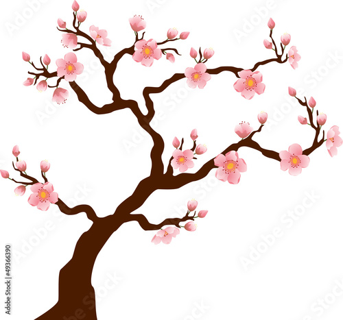 Naklejka na drzwi Sakura (Cherry) tree blossom isolated on white