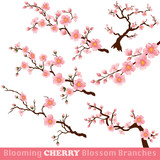 Blooming Cherry Blossom Branches on White
