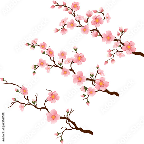 Obraz w ramie Cherry blossom branch in 3 diferent stages on white