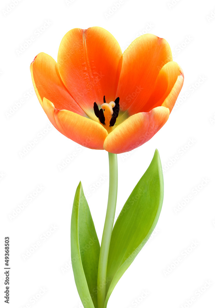 Idealny, w pełni rozkwitnięty tulipan - obrazy, fototapety, plakaty 