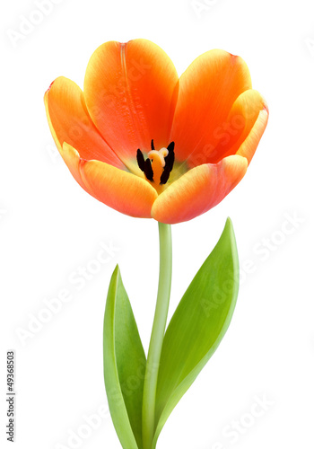 Perfekte, voll aufgeblühte Tulpe