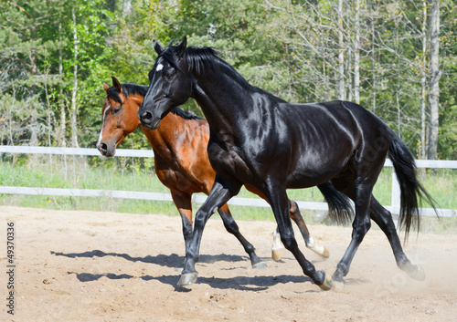 Fototapeta do kuchni Black stallion and bay stallion in motion