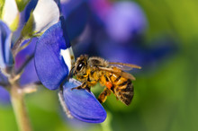 Bee Collecting Pollen From Bluebonnets