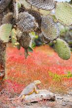Land Iguana Under Opuntia Cactus