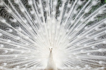 White Peacock With Feathers Out