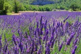 Fototapeta Lawenda - Lavendelfeld - lavender field 106