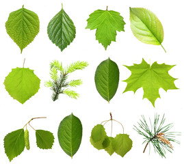 Wall Mural - Collection green tree leaves, high resolution, isolated on white