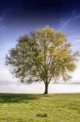 Wall Mural - Solitary tree on grass isolated on a stormy sky background with