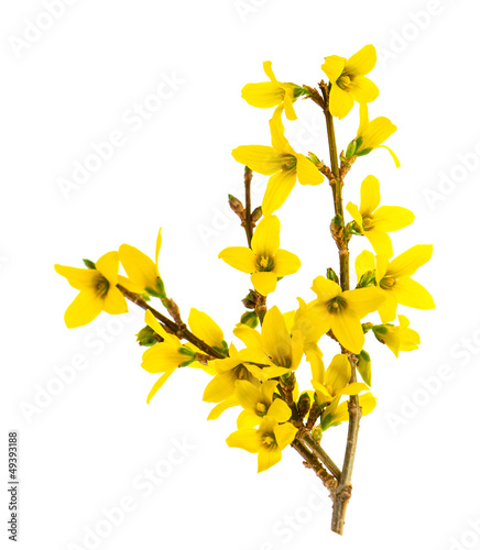 Fotografía forsythia blossoming isolated on white