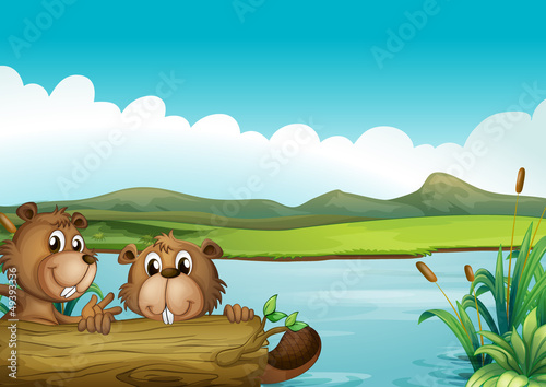Foto-Flächenvorhang - Two beavers (von GraphicsRF)