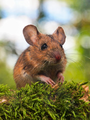 Wall Mural - Field Mouse (Apodemus sylvaticus)