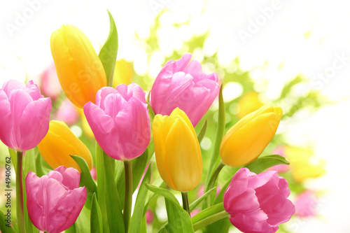 Colorful tulips
