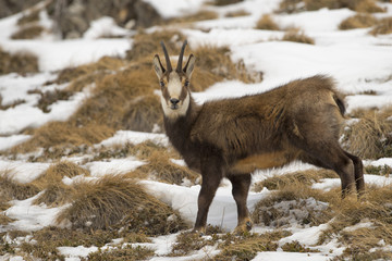 Wall Mural - An isolated chamois deer in the snow background