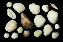 Set Of Sea ​​shells Black Isolated