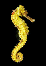 Spotted Seahorse (Hippocampus Kuda)