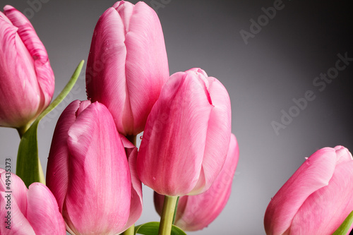 Obraz w ramie Rosa Tulpen mit Tautropfen