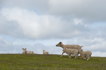 Wall Mural - A sheep from iceland with its calf while running