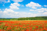 Fototapeta Tęcza - Red poppy field with blue sky in Monteriggioni, Tuscany, Italy