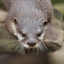 Curious Small-clawed Otter