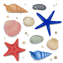 Vector Set Of Seashells, Starfishes And Pebbles
