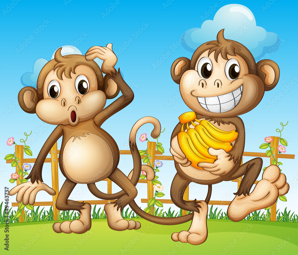 Dwie małpy z bananem wewnątrz ogrodzenia - obrazy, fototapety, plakaty 