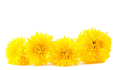 Poster - yellow chrysanthemum isolated