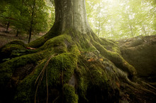 Tree With Moss On Roots In A Green Forest In Spring