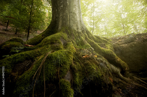 Fotografía tree with moss on roots in a green forest in spring