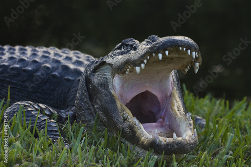 Foto-Lamellenvorhang - alligator (von jafman)