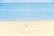 © yinyang - 海と鳥