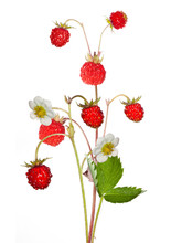 Wild Strawberry With Berries And Flowers Isolated On White