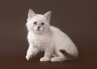  small siberian kitten on dark brown background
